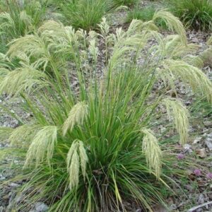 Chionochloa flavicans. toi toi dwarf