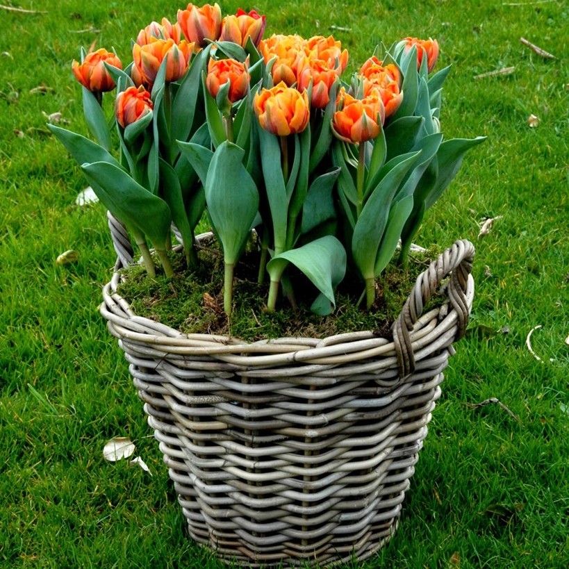 Tulip Orange Princess - Image 3