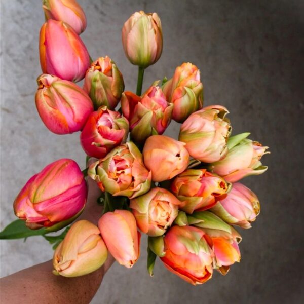 Tulip Menton Unique - Image 2