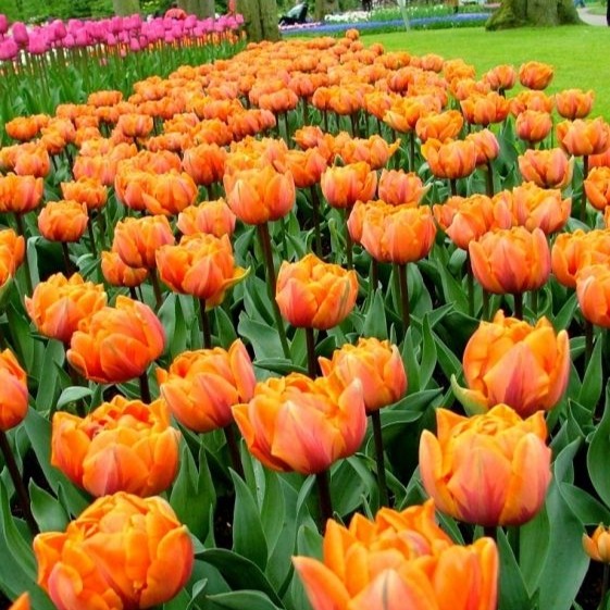 Tulip Orange Princess - Image 2