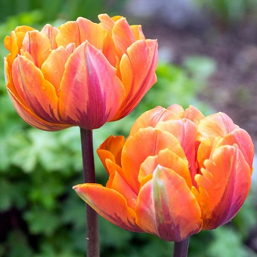 Tulip Orange Princess - Image 4