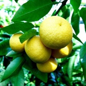 Grapefruit Golden Special Dwarf - 4.7Ltr