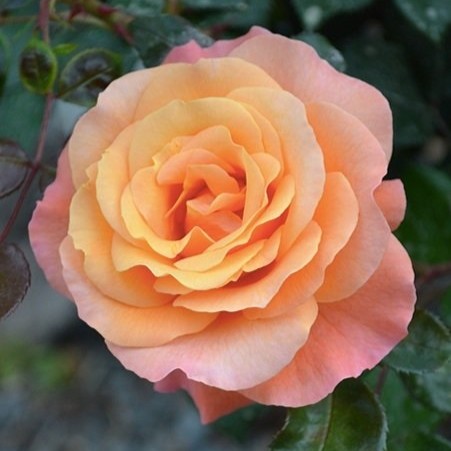 Rose Tropical Essence (climber)