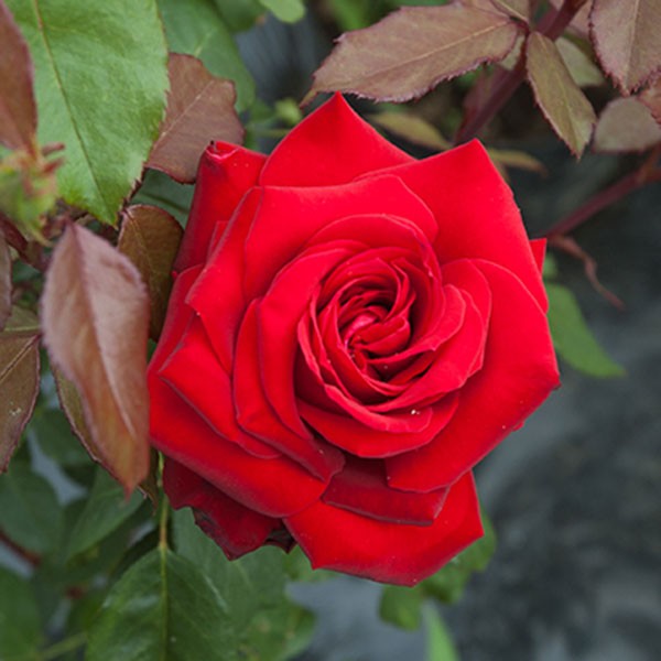 Rose Precious Platinum - Image 2