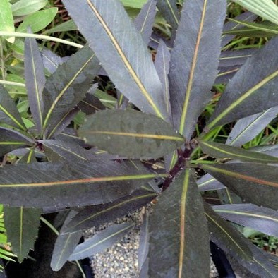 Pseudopanax x Sabre - Image 2