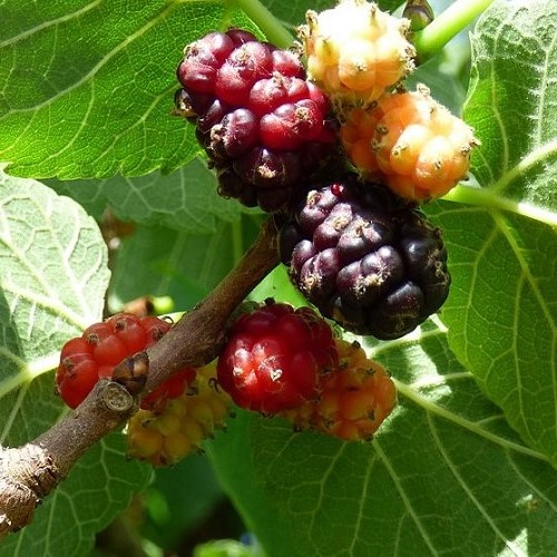 Morus Plum Pink, Mulberry - 2Ltr