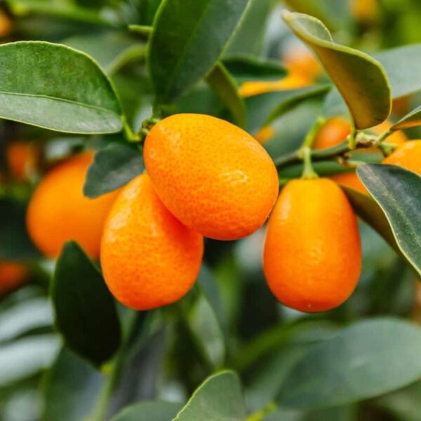 Kumquat Meiwa
