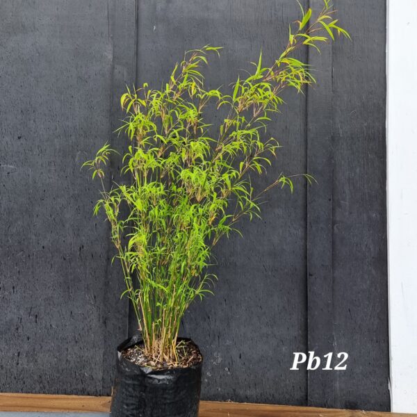 Bambusa gracilis, Fairy Bamboo - Pb12 (130/160) - Image 2