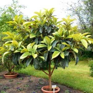 Loquat - Erioboyrya japonica