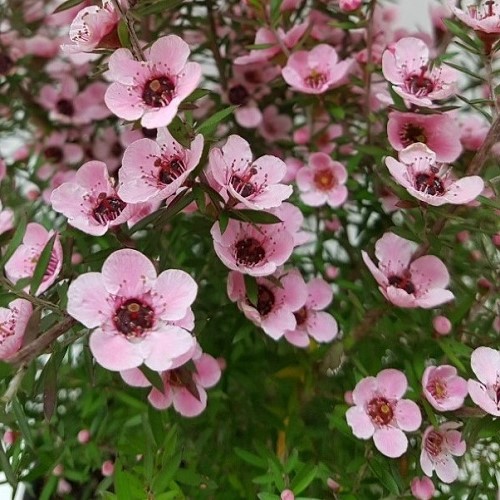 Leptospermum Wiri Shelley, Manuka - 2.5Ltr (100/120)