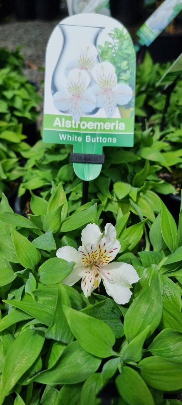 Alstroemeria White Buttons - Image 2