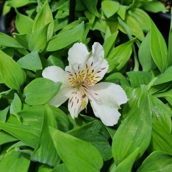 Alstroemeria White Buttons