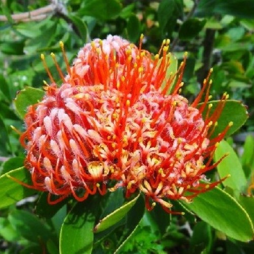 Leucospermum Crown Orange