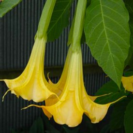 Brugmansia Butterscotch - Image 2