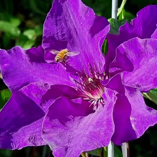 Clematis hybrid The President