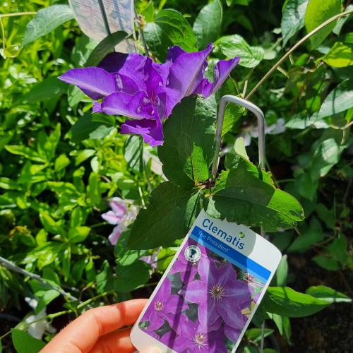 Clematis hybrid The President - Image 2