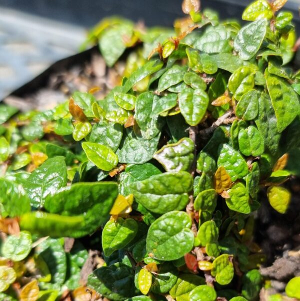 Ficus pumila Minima, Creeping Fig - Pb5 - Image 2