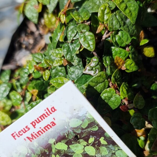Ficus pumila Minima, Creeping Fig - Pb5