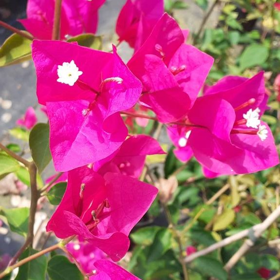 Bougainvillea Mary Palmer - Image 2