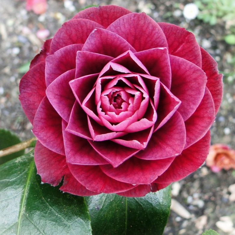 Camellia Sir Victor Davies