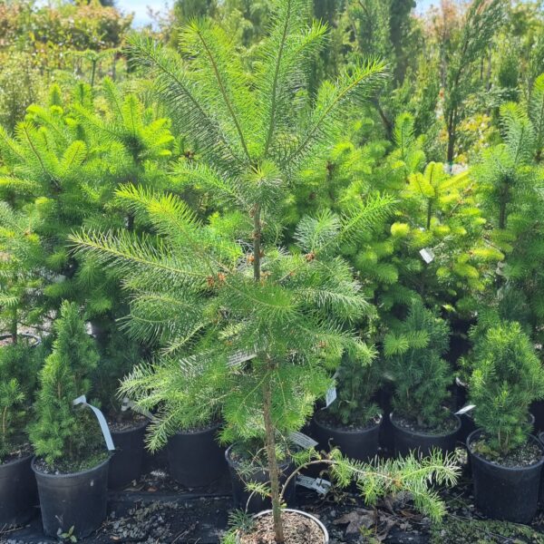 Pseudotsuga menziesii, Douglas Fir - Image 3