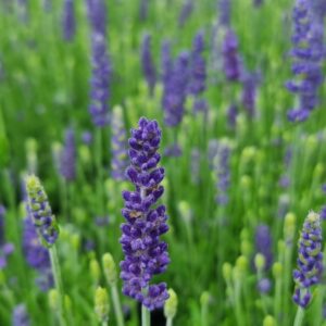 Lavandula Blue Spears