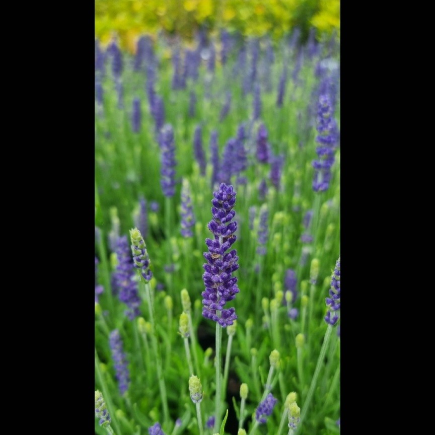 Lavandula angustifolia Blue Spear - Image 3