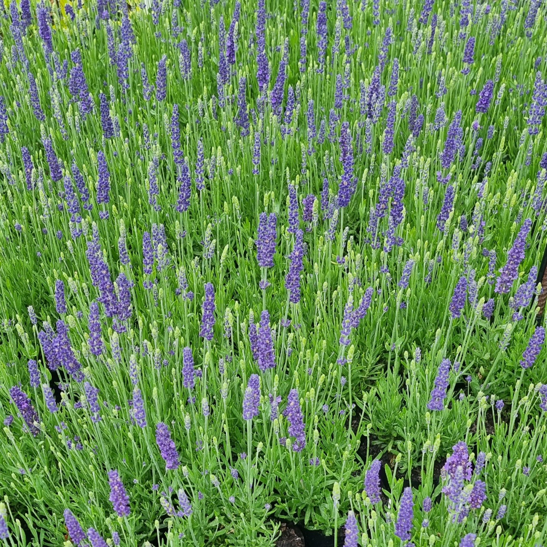 Lavandula angustifolia Blue Spear - Image 2