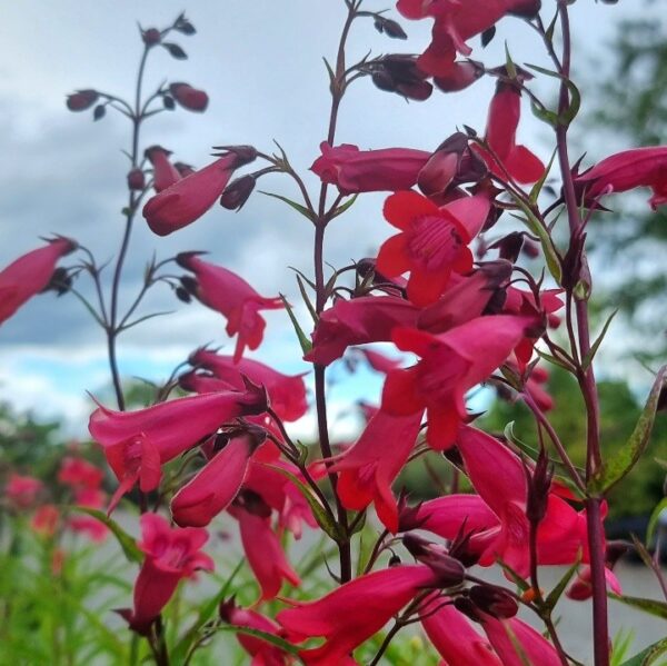 Penstemon Firebird - Image 2