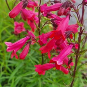 Penstemon Firebird
