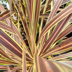 Cordyline Golden Earth