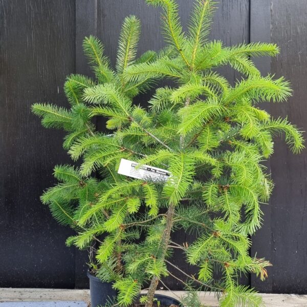 Pseudotsuga menziesii, Douglas Fir - Image 2
