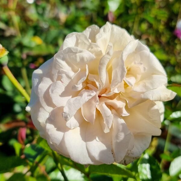 Rose Showpiece Champagne