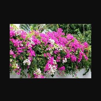 Bougainvillea Mary Palmer
