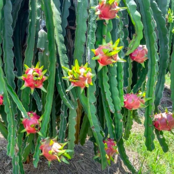 Dragonfruit White - Image 2