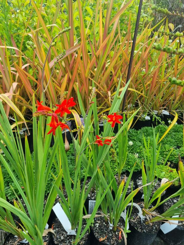 Crocrosma Lucifer