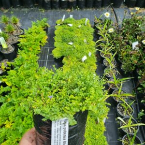 Pratia puberula Blue