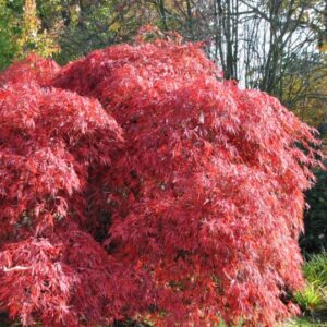 Acer palmatum Garnett