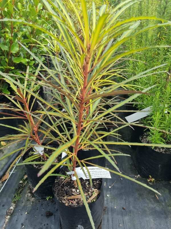 Pseudopanax Fiddlesticks