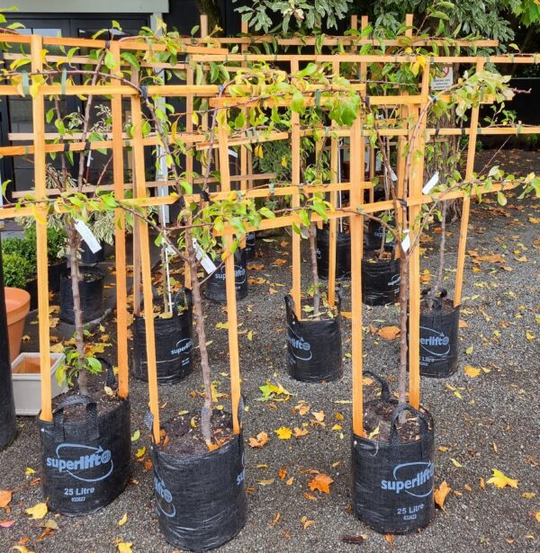 Apricot Tomcot - 25ltr Large Grade Espaliered - Image 2
