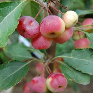 Assorted Crabapple Trees - Last Seasons Trees Pb12/pb18