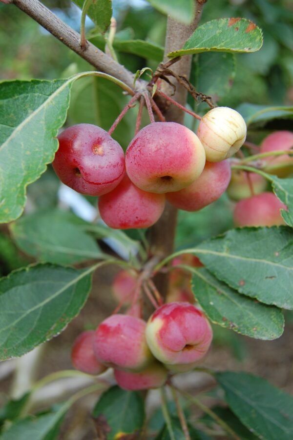 Assorted Crabapple Trees - Last Seasons Trees Pb12/pb18