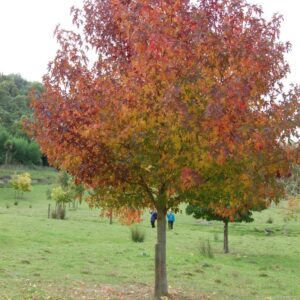 Liquidambar styraciflua, Sweetgum - Pb6.5 (80/120)