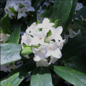 Daphne Perfume Princess White