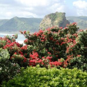 Metrosideros excelsa, Pohutukawa. - Pb6.5