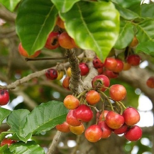 Vitex lucens, Puriri - 1.8-2.0m - Image 3