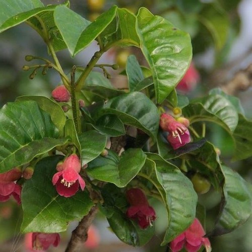Vitex lucens, Puriri - 1.8-2.0m - Image 2