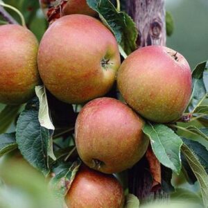 Apple Cox's Orange Pippin - Pb12