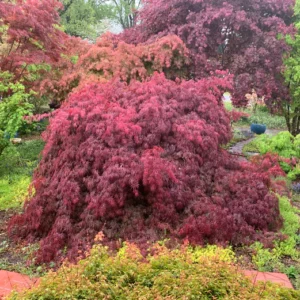 Acer palmatum Inaba Shidare- Terracotta pot with mondo grass