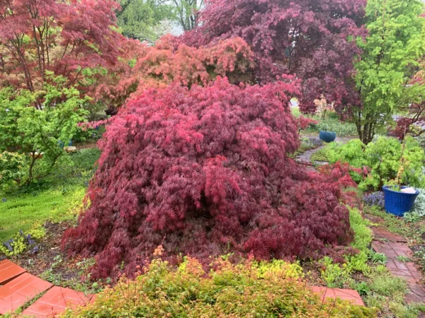 Acer palmatum Inaba Shidare- Terracotta pot with mondo grass